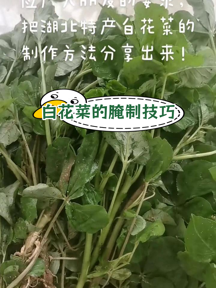 湖北特产白花菜腌制方法分享