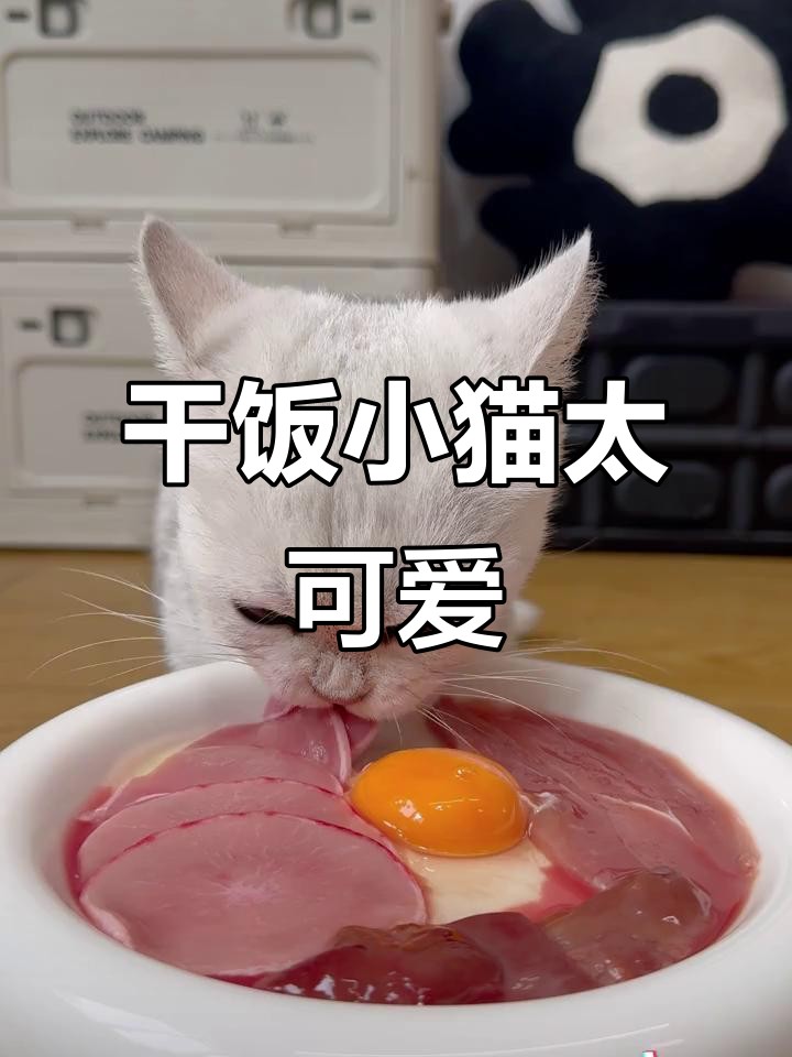 小猫吃饭超积极,肉条一上桌就抢着吃