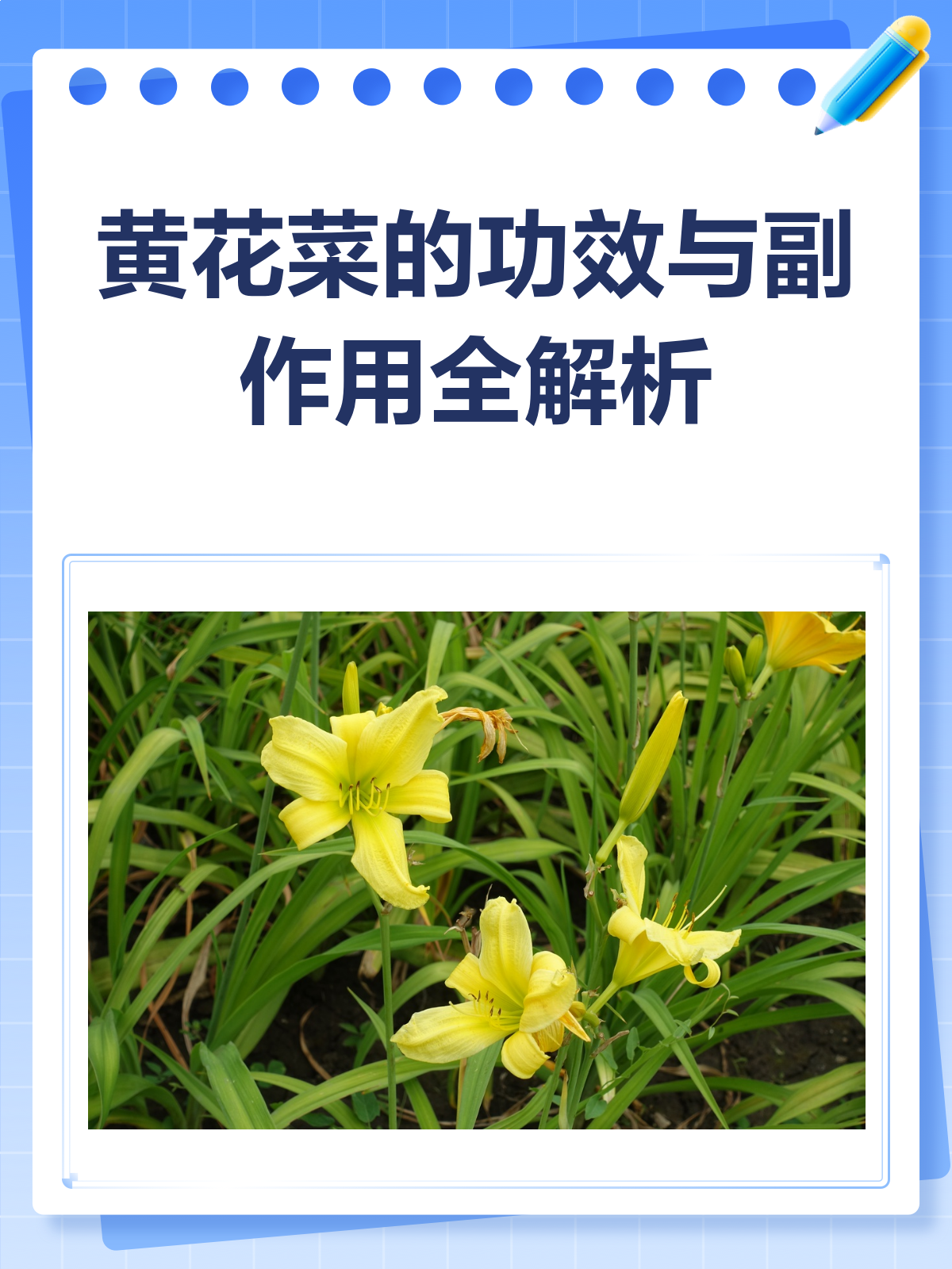 黄花菜,你真的吃对了吗?功效与副作用大揭秘!