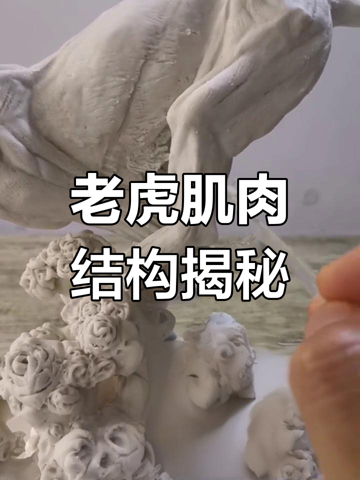 老虎肌肉解剖:从背阔肌到腓骨短肌的详细解析