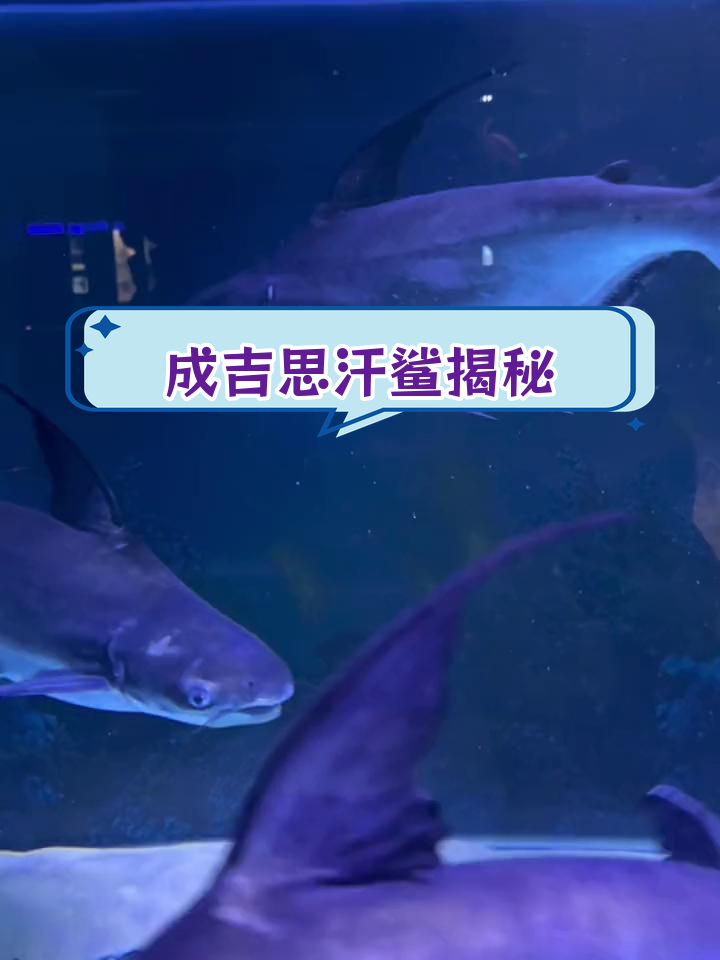 成吉思汗鲨:淡水中的“猛兽”