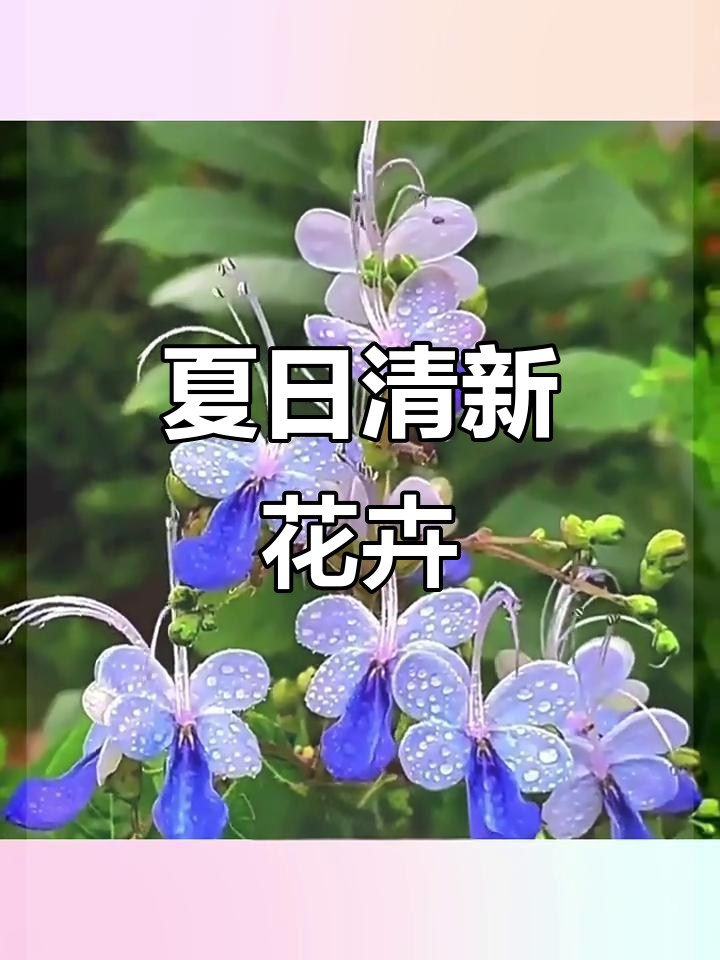 蓝蝴蝶花,夏季绿植,清新美丽
