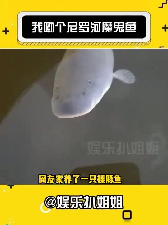 我去,这玩意儿这么恐怖的吗?尼罗河魔鬼鱼震惊万万想不到娱乐评论大赏cr