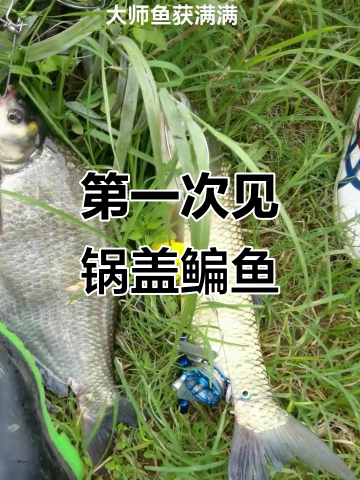 寒江孤影中首次发现锅盖鳊鱼,路亚钓手现场实拍