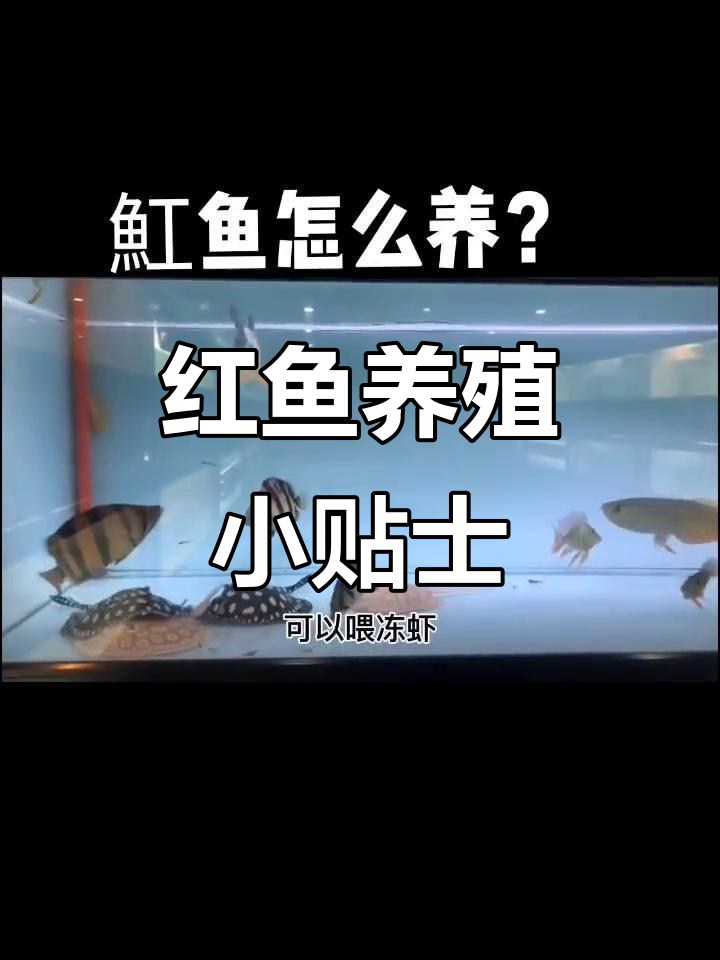 皇冠红鱼养殖技巧:水质、喂食全攻略