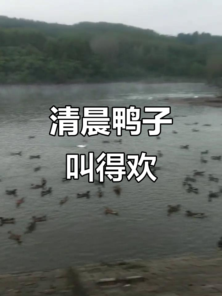 早晨的野鸭叫声,让人难以入眠