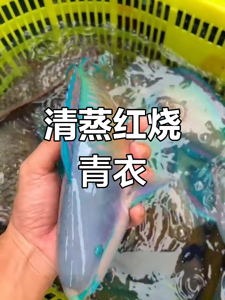 野生青衣鱼,肉质鲜美,清蒸红烧皆宜