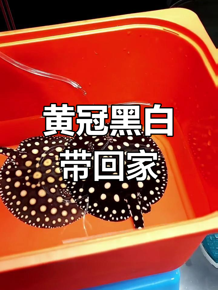 新鱼入缸,黄冠黑白适应新环境