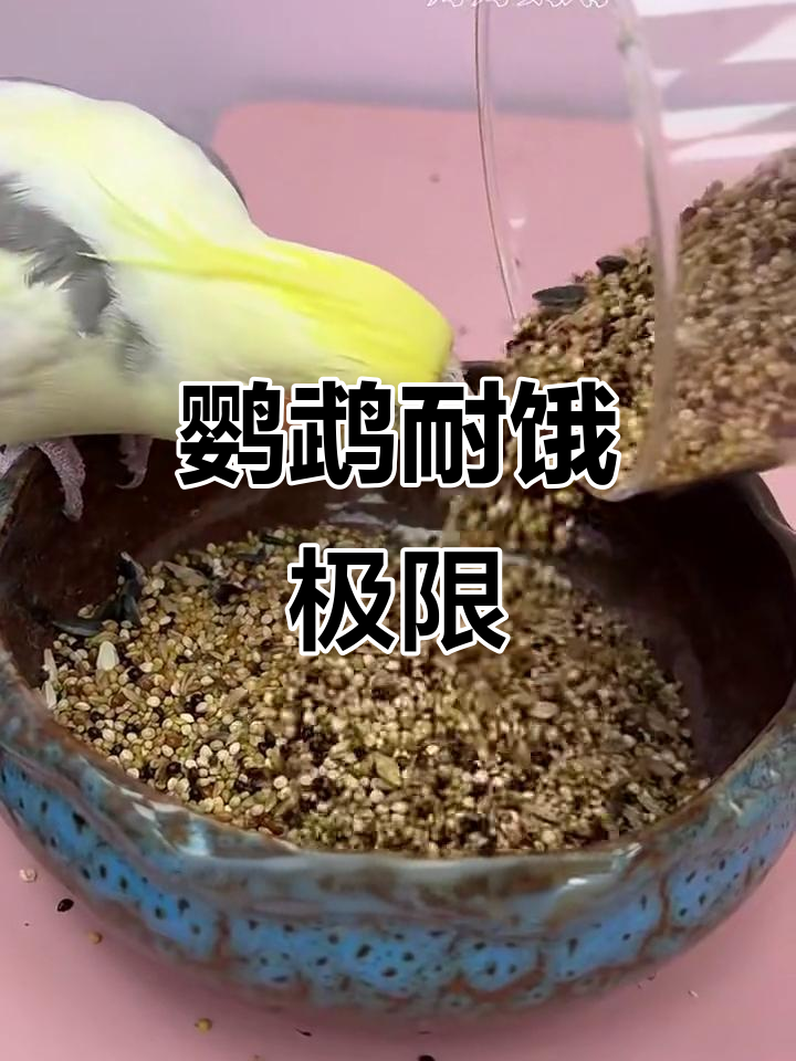 鹦鹉能饿多久?成鸟幼鸟都不同