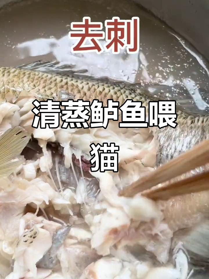 蒸鲈鱼给猫咪,营养满满,两个月宝宝壮得像头牛