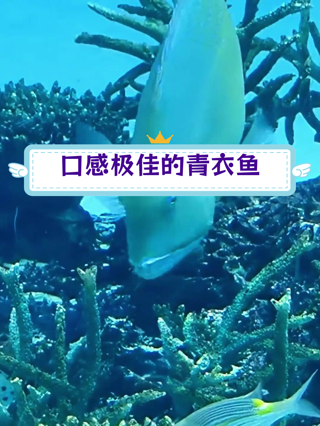 青衣鱼:香港四大名鱼之首