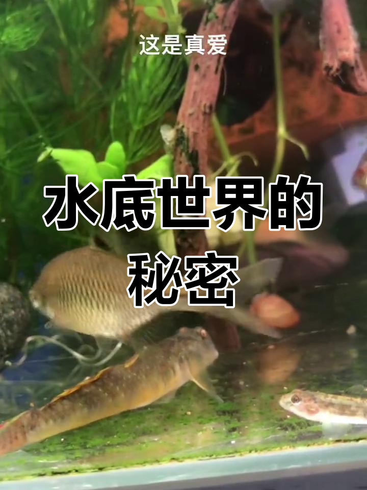 棒花鱼与水草缸中的奇妙世界