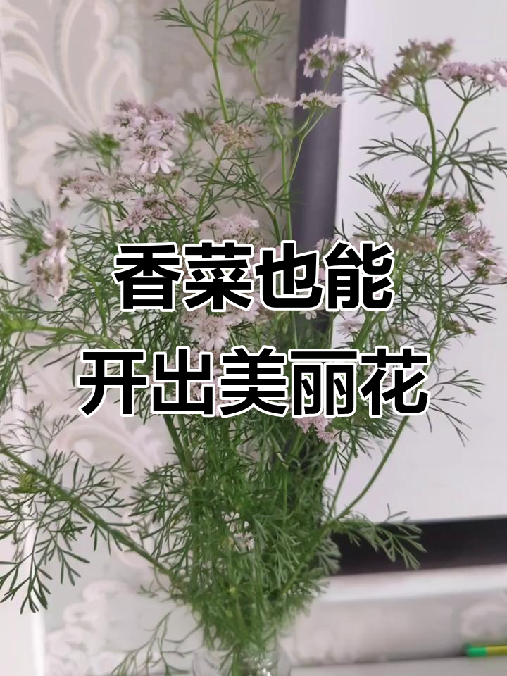 香菜开花竟然这么美,淡紫色花朵超惊艳