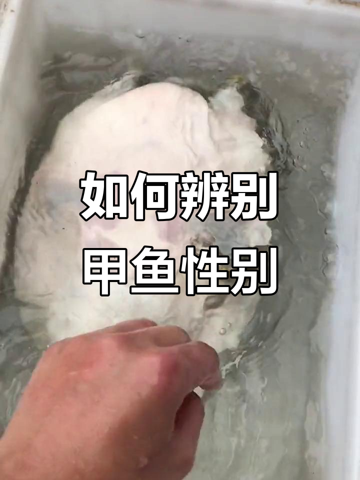 甲鱼公母分辨技巧，教你如何挑选优质野生甲鱼