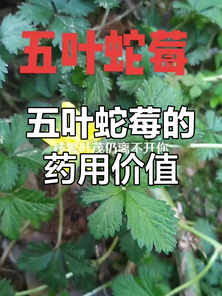 五叶蛇莓:田中常见却不知的解毒良药