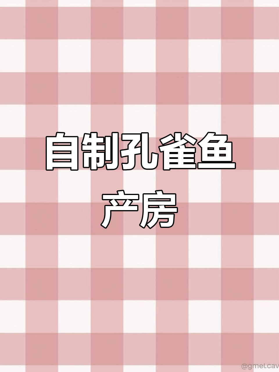 孔雀鱼产房DIY,简单又省钱!