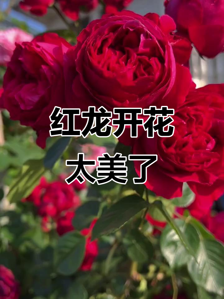 红龙一开,其他红色爬藤都黯然失色!超可爱大红包子来袭