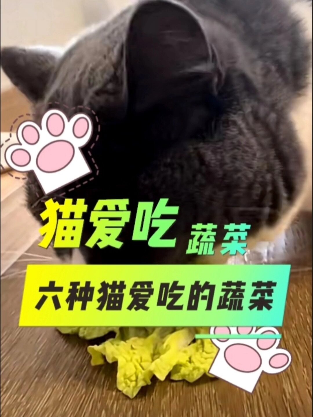 猫咪爱吃的六种蔬菜,看看你家猫吃不吃?