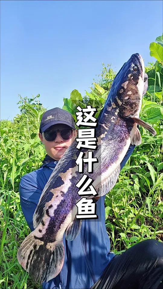 多曼鱼,24克沉水铅笔落水接口。路亚 户外 钓鱼 雷龙 多曼