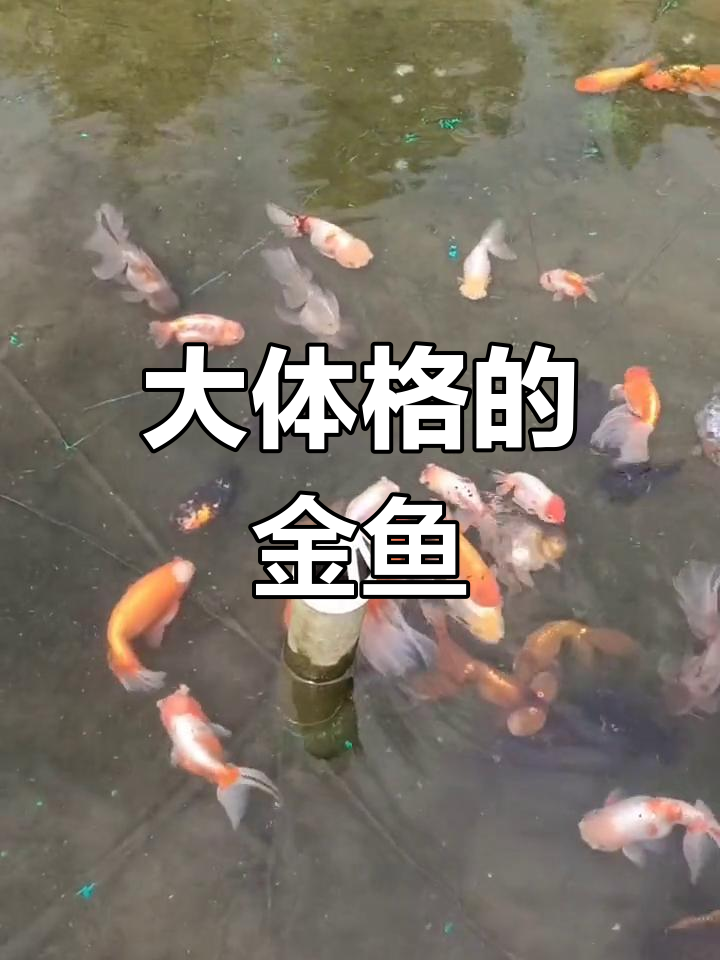 巨型金鱼,惊艳体型