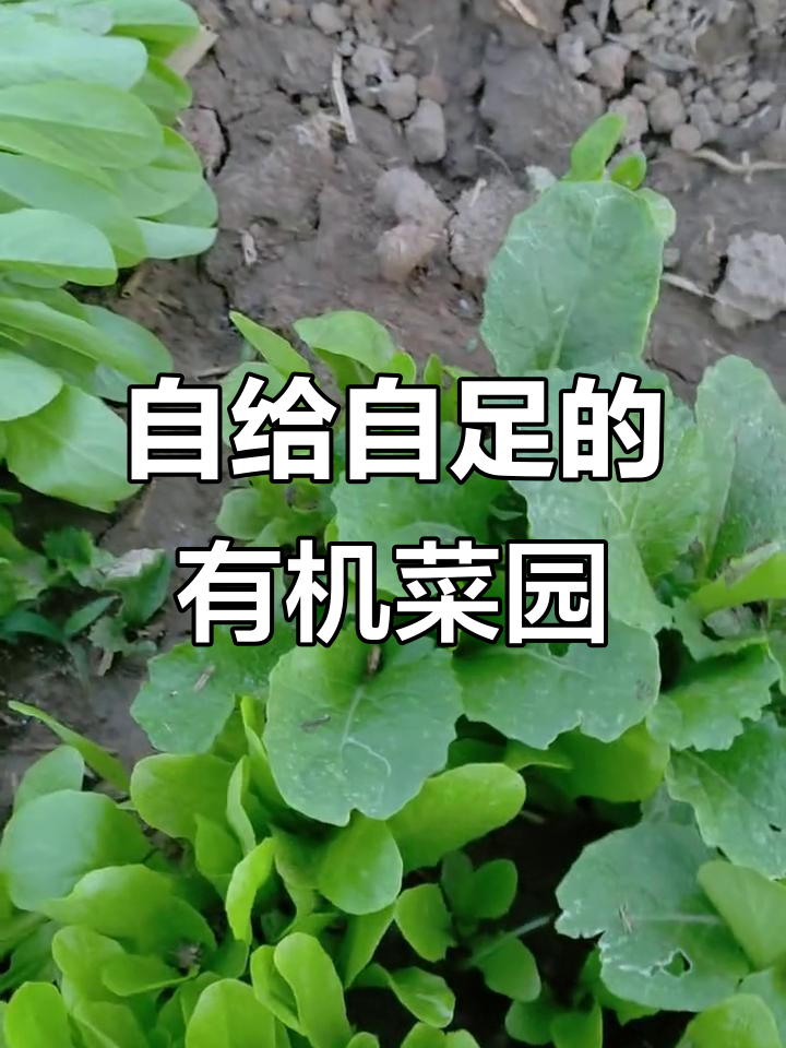 自己种菜,健康又快乐!有机蔬菜带来的多重好处