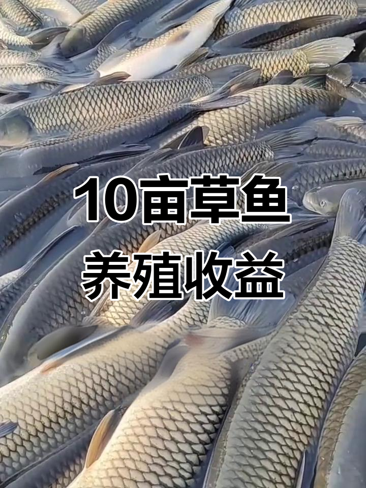 10亩草鱼养殖年赚多少?成本与利润分析