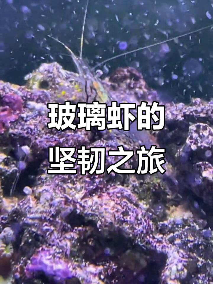 这只玻璃虾顽强生存两年,终于值得一个特写镜头了