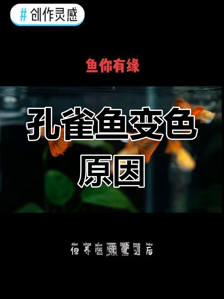 孔雀鱼颜色变浅的原因及解决方法
