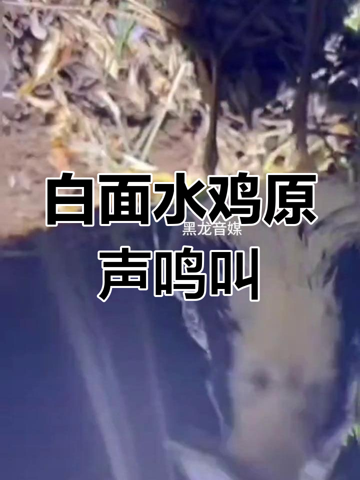 野生白面水鸡真实叫声,零距离感受自然之声