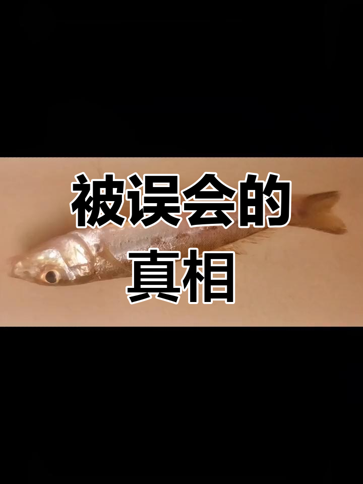 回家辟谣遭误解,斑鱚鱼的故事