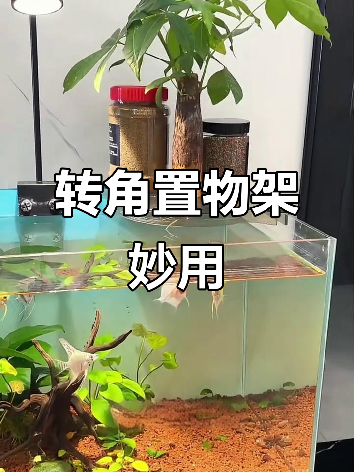 鱼缸转角巧利用，过滤器与植物完美结合