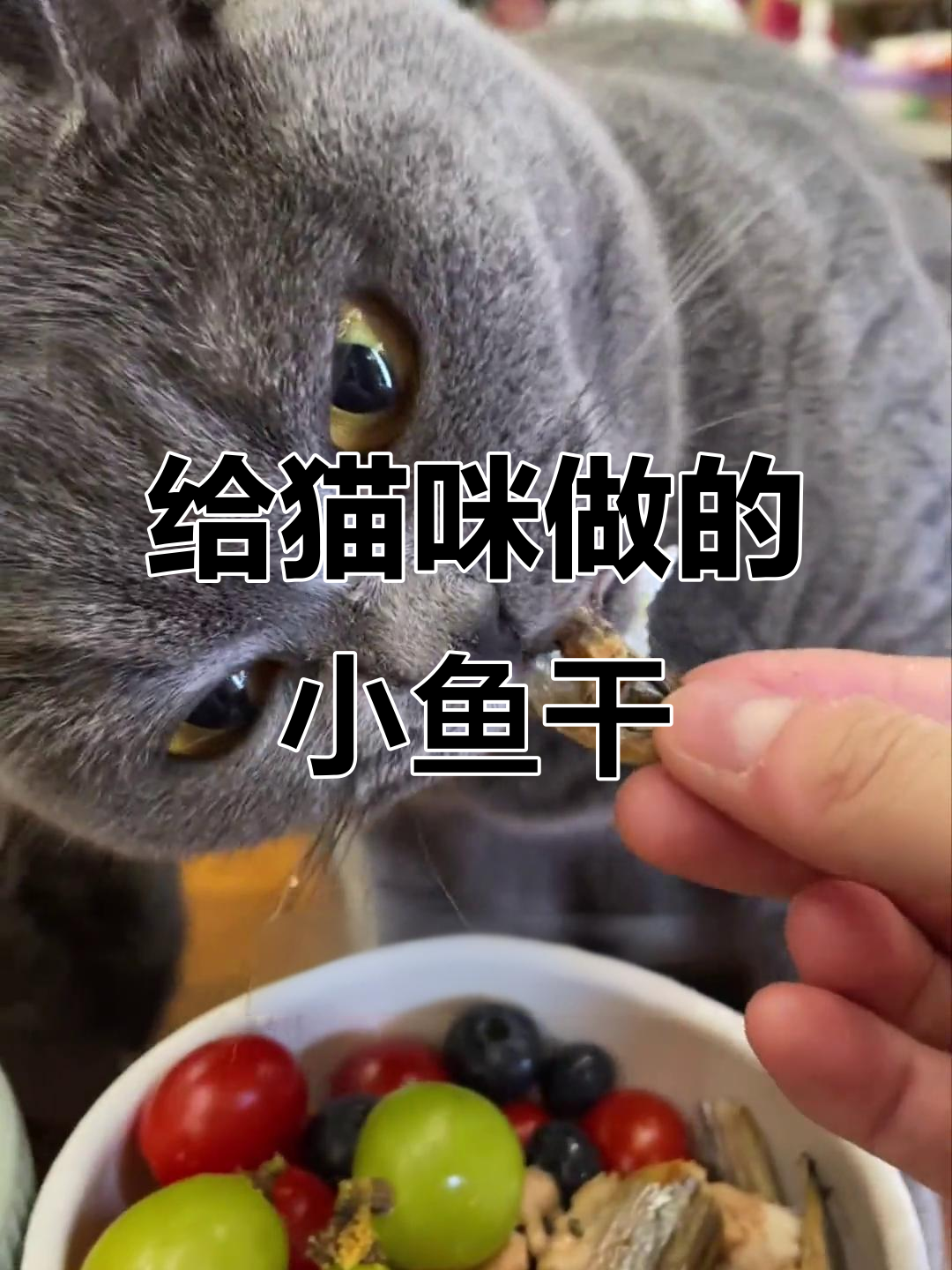 加班做饭给猫吃,结果它不吃小鱼干?