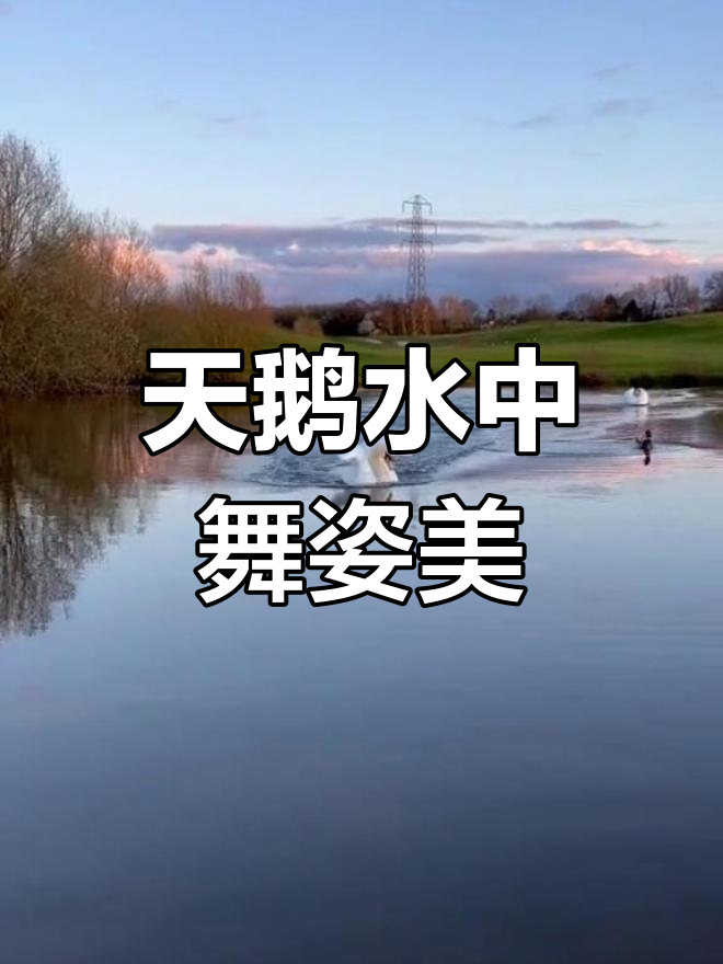 优雅天鹅湖中游,粉红脚掌轻拂水面