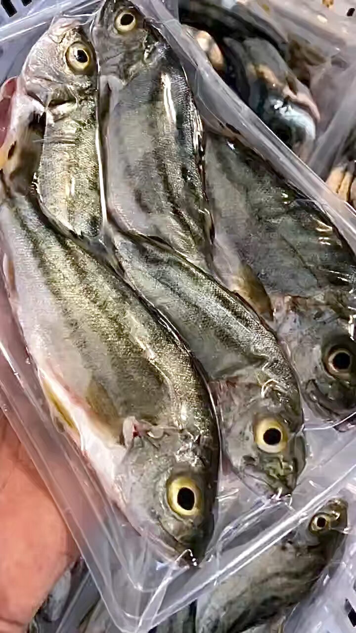 家常菜海鱼集锦～「三线鱼/斑猪鱼」