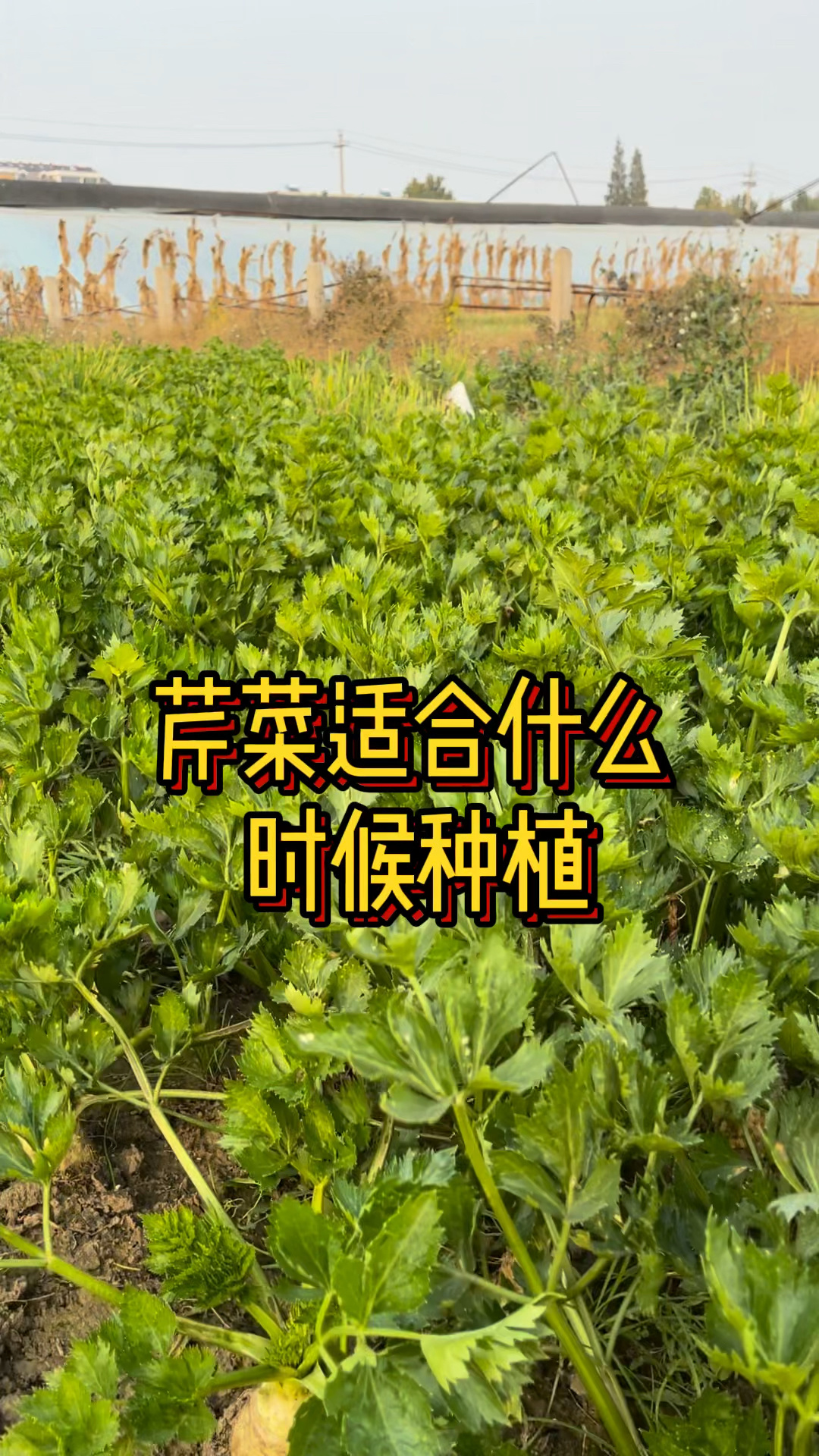 芹菜适合什么时候种植