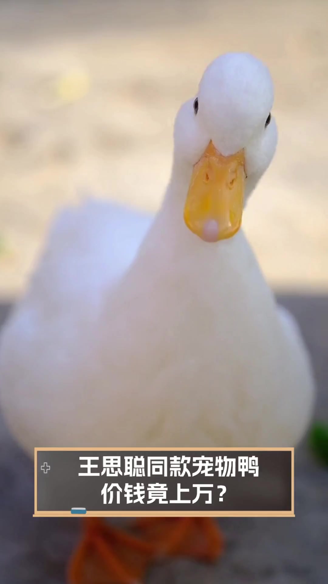 王思聪同款宠物鸭,价钱竟上万?