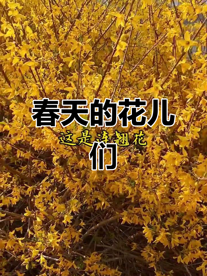 春天里的花朵大赏,西湖海棠、紫荆花等齐登场