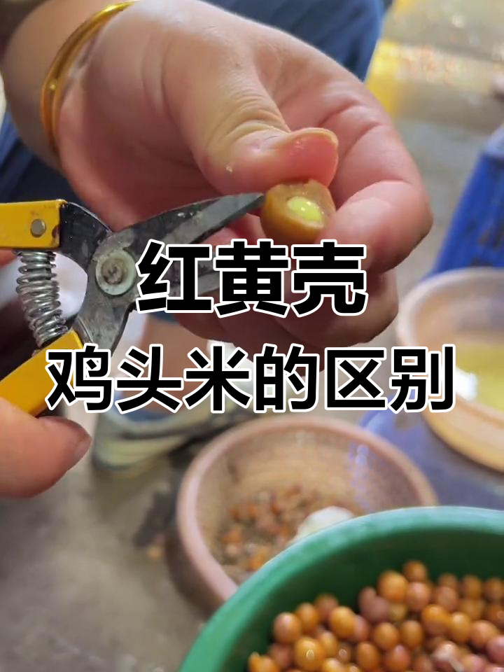 苏州鸡头米红黄壳差异揭秘