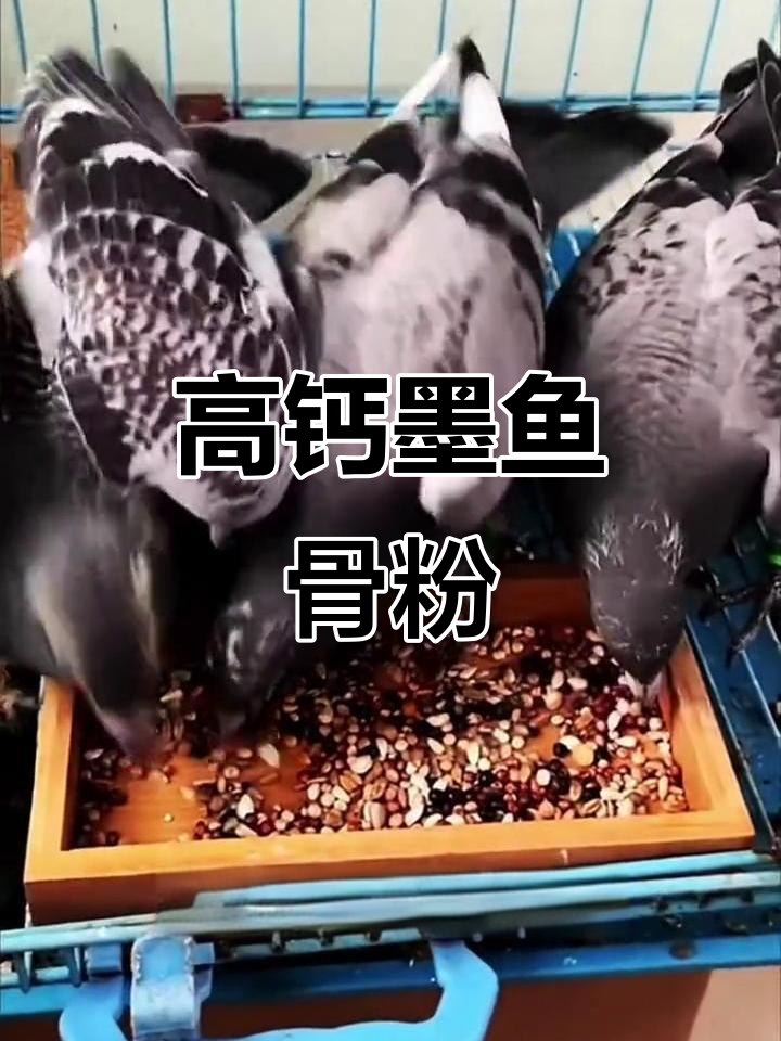 幼鸽成长必备:高钙墨鱼骨粉助力骨骼发育,种蛋品质提升