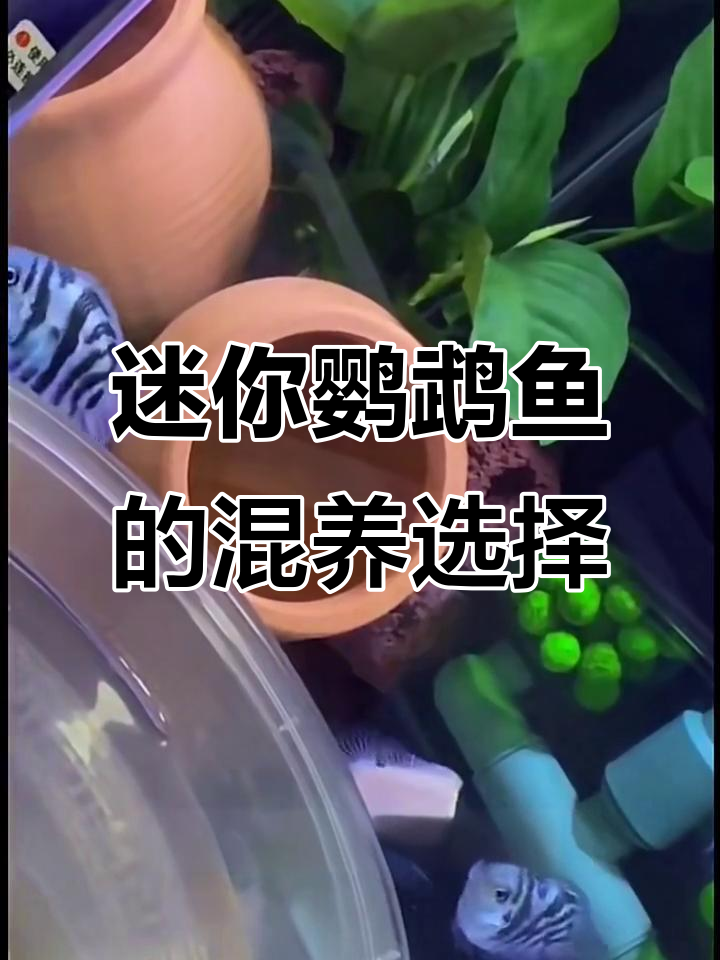 迷你鹦鹉鱼能和哪些鱼类混养?从小到大的搭配建议