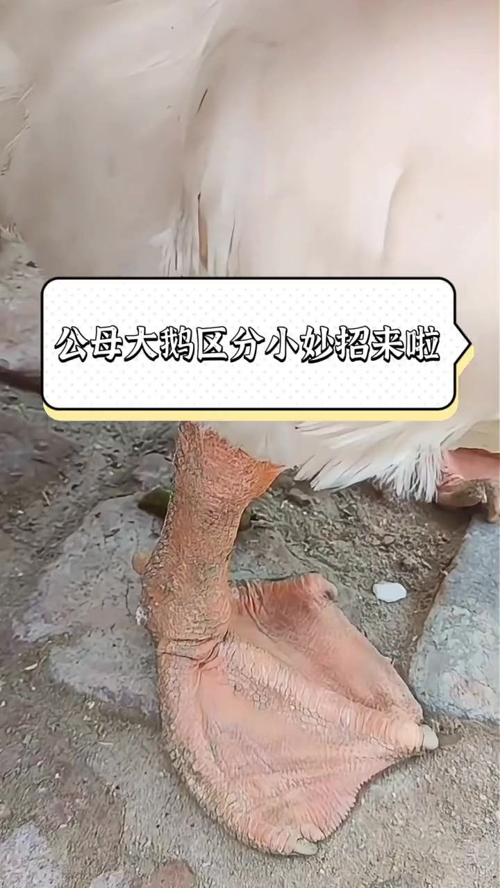 公母大鹅区分小妙招来啦