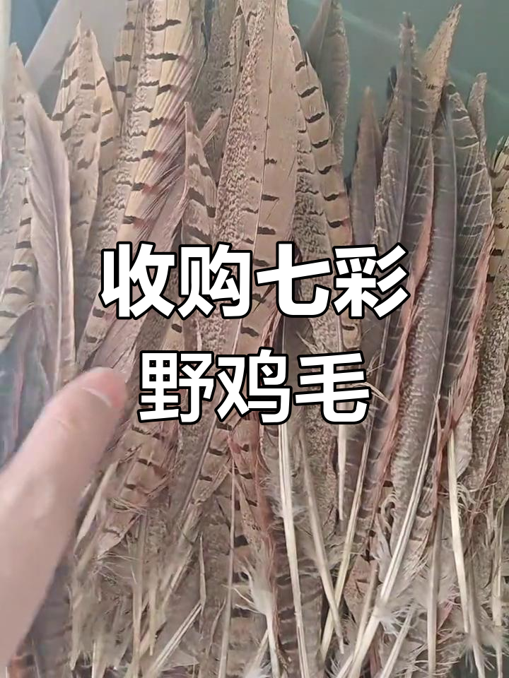 收购七彩野鸡尾毛,质量保证,不断尖断尾不收