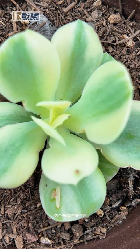 「带你认识晋宁的花——“碧桃覆伦锦”(多肉)」在繁华纷扰的世界里,一抹清新脱俗的绿意悄然绽