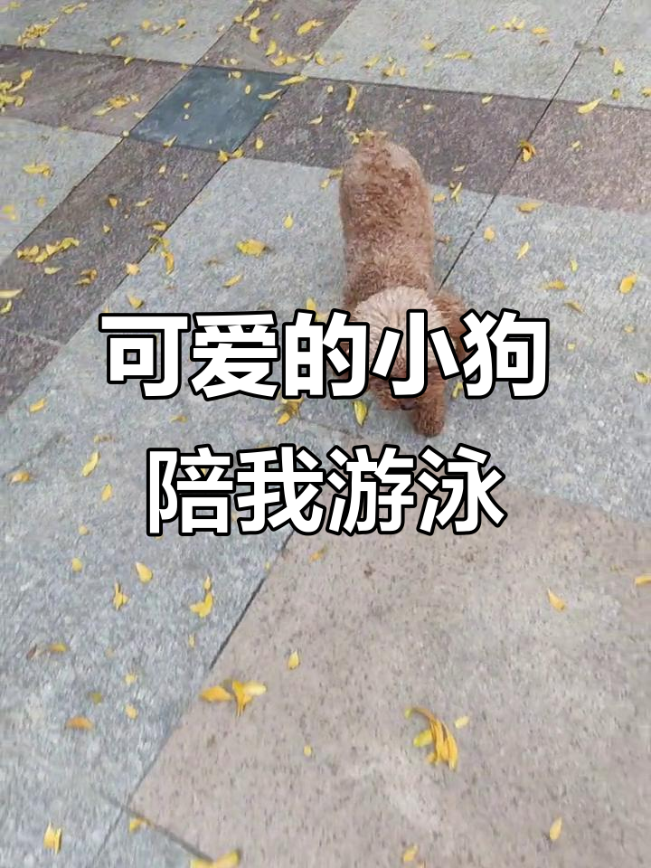 小狗的可爱日常,陪伴我游泳和吃肉骨头