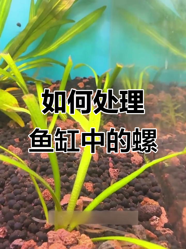 鱼缸长螺怎么办？如何清除和防止爆螺