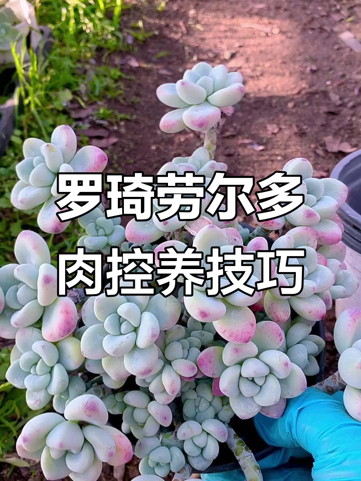 如何用沙子控养多肉植物罗琦劳尔，步骤全解析