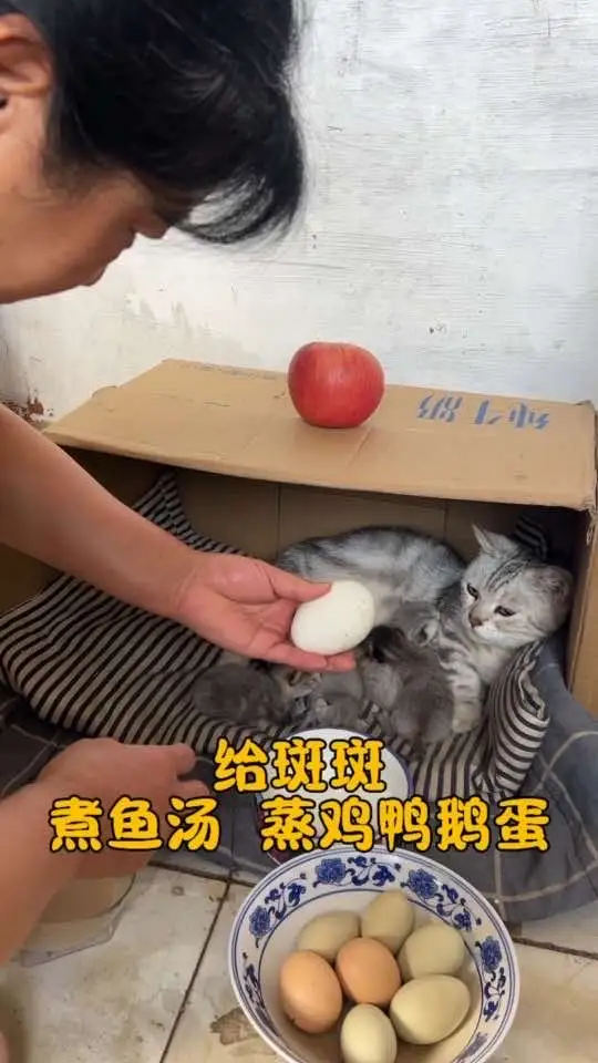 给斑斑煮鱼汤，蒸鸡鸭鹅蛋