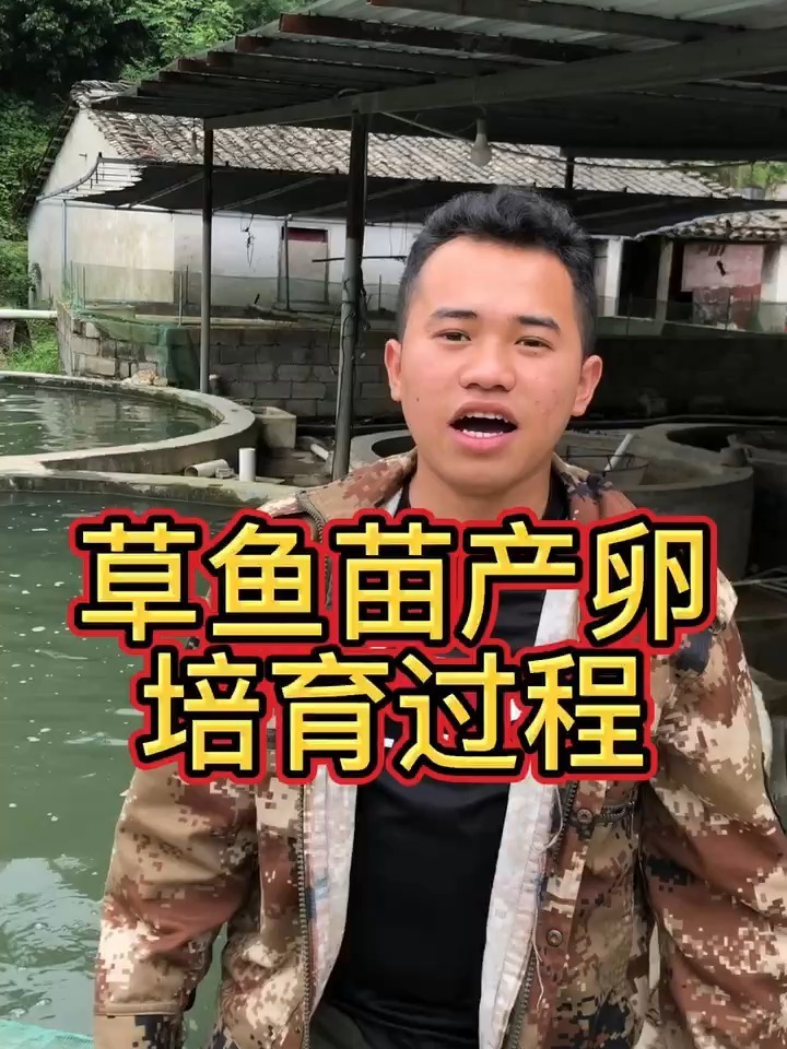 草鱼苗产卵孵化过程