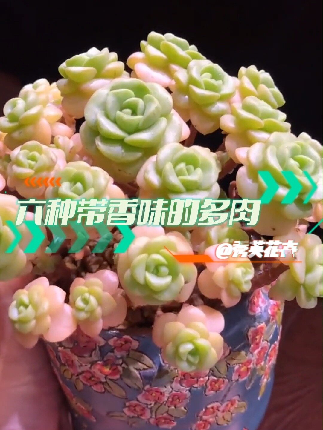 六种自带香味的多肉