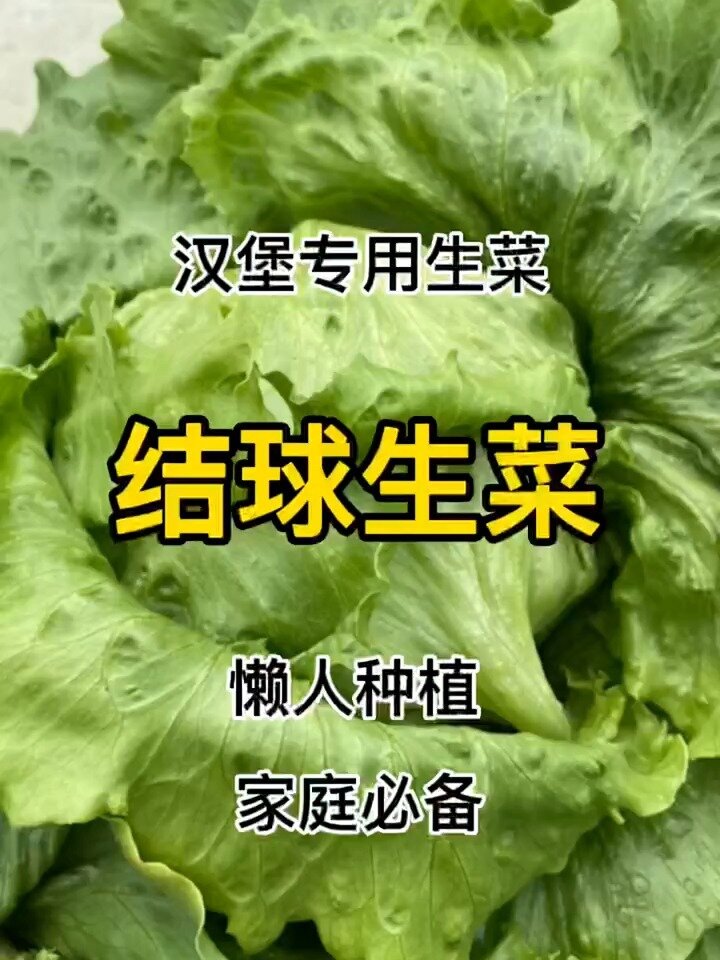 可以生吃的结球生菜。汉堡专用生菜就是这个